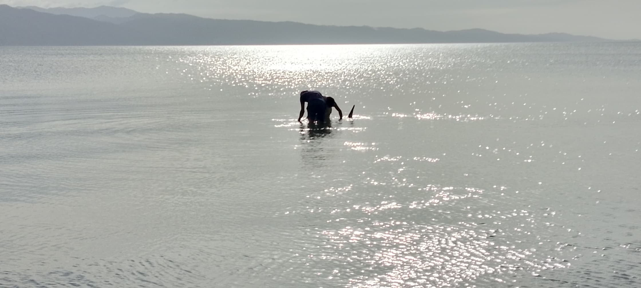 Sigue el misterio de los delfines muertos: hallan un ejemplar sin vida y otro rescatado en Sucre