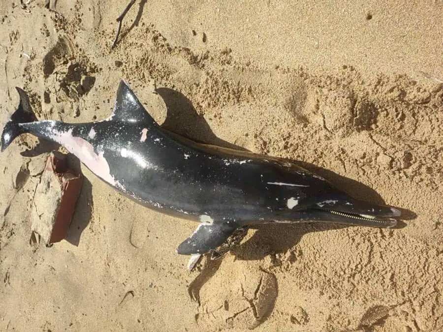 Mystery in Venezuela’s far est: dead dolphins continue to appear on the coasts around Carúpano