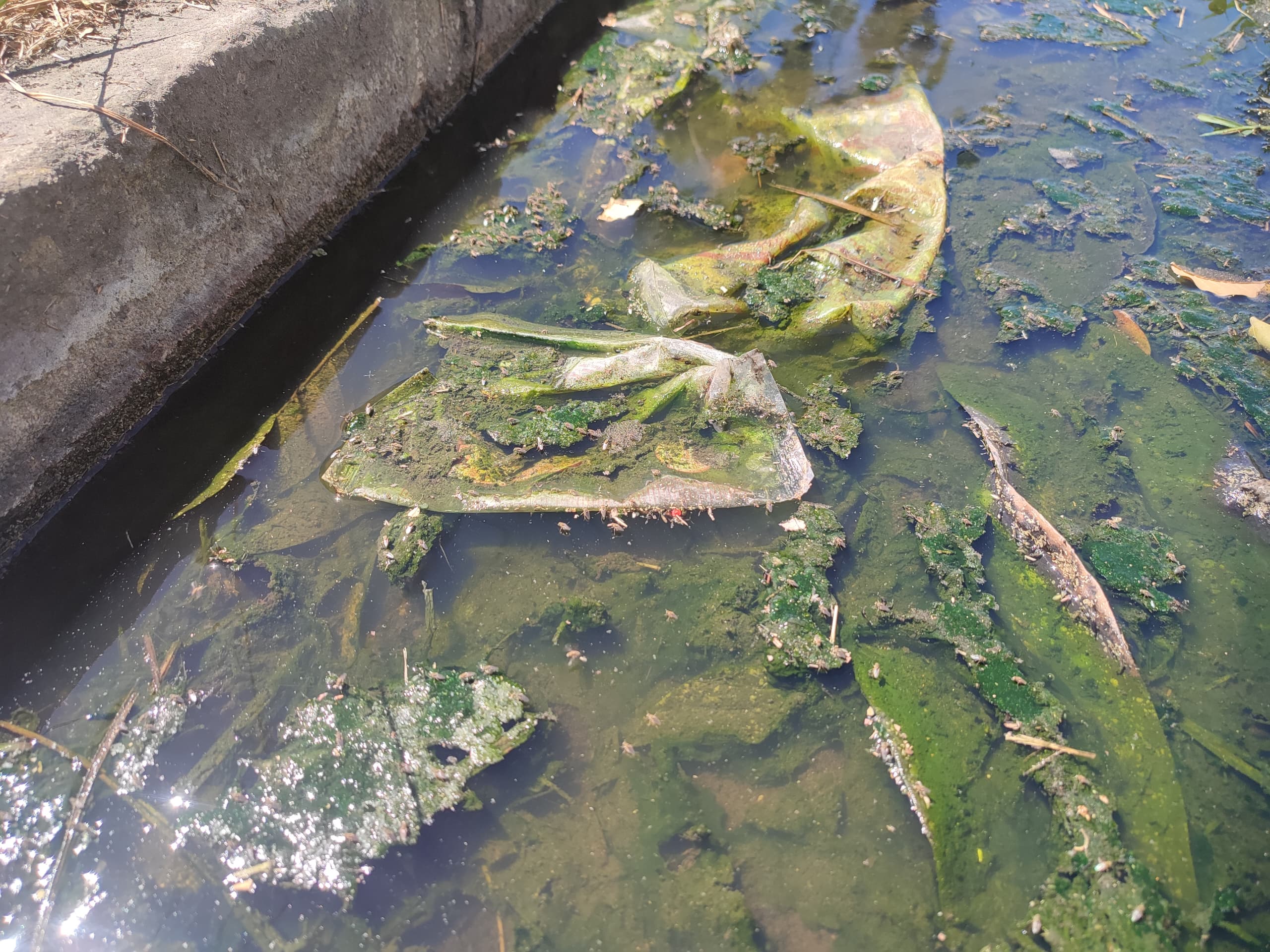 Aguas negras «ahogan» a vecinos de Las Acacias en Maracay