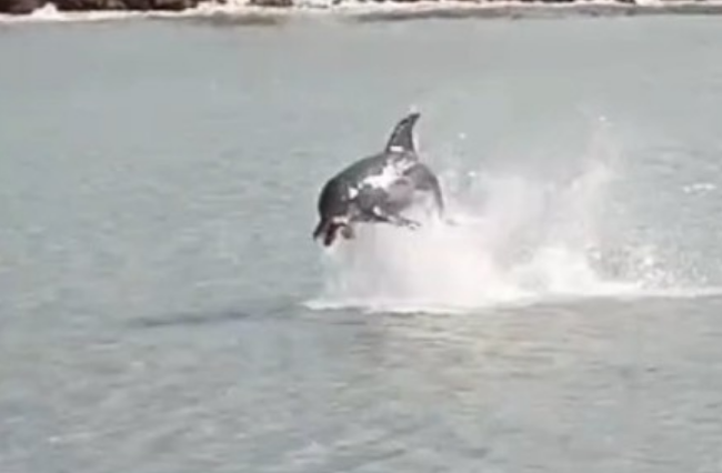 VIDEO: pescadores registraron la maravillosa visita de múltiples delfines en una playa de Margarita