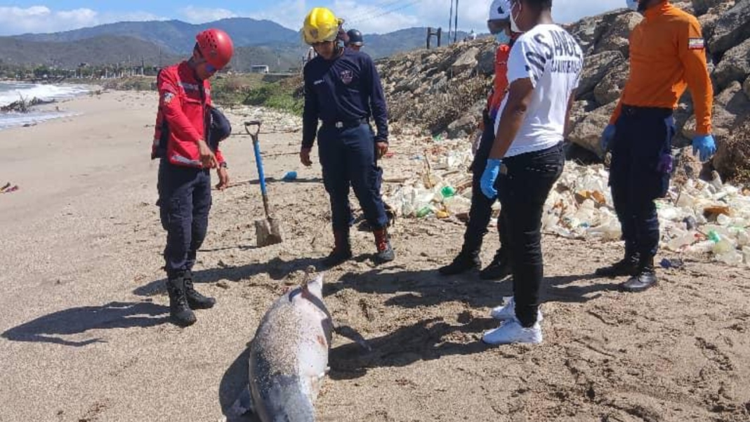 Hallaron otro delfín en estado de descomposición en las costas de Sucre