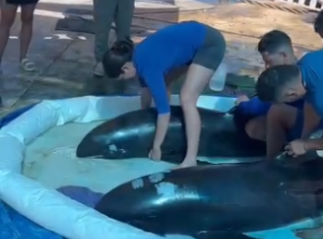 Rescataron a dos orcas pigmeas que estaban varadas en la playa El Tirano de Margarita