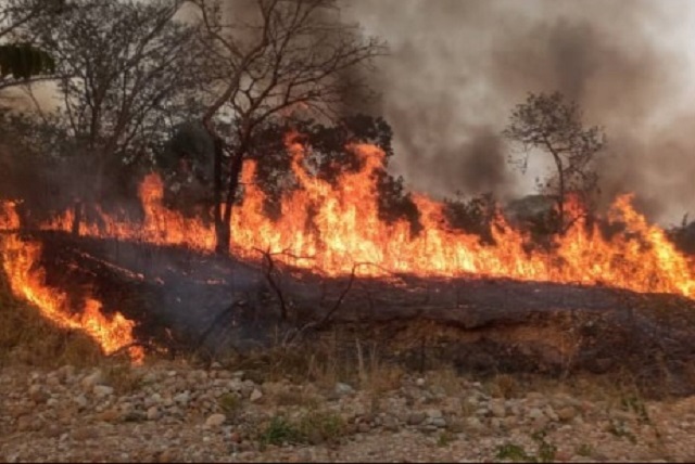Al menos 50 hectáreas consumió incendio forestal en Barrancas de Barinas