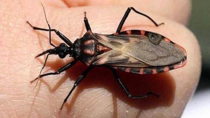 Día Mundial de la Enfermedad de Chagas: cómo detectarla a tiempo