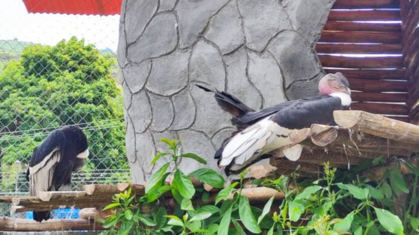 Proyecto de reproducción buscar salvar de la extinción al cóndor andino en Mérida