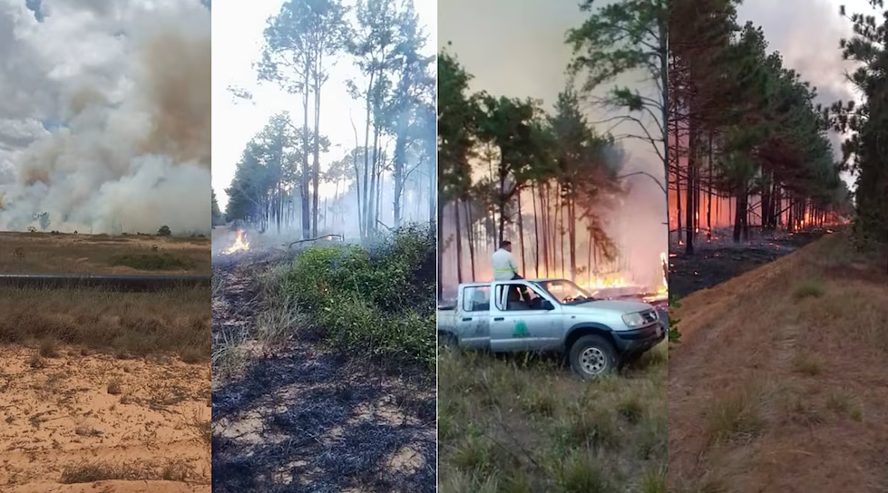 Trabajadores alertan que Alex Saab destruye el bosque plantado más grande de Venezuela