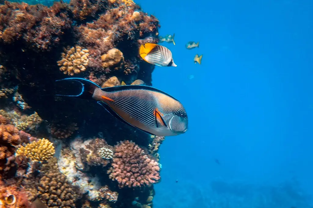 Científicos suizos desarrollan un robot acuático capaz de convertirse en comida para peces
