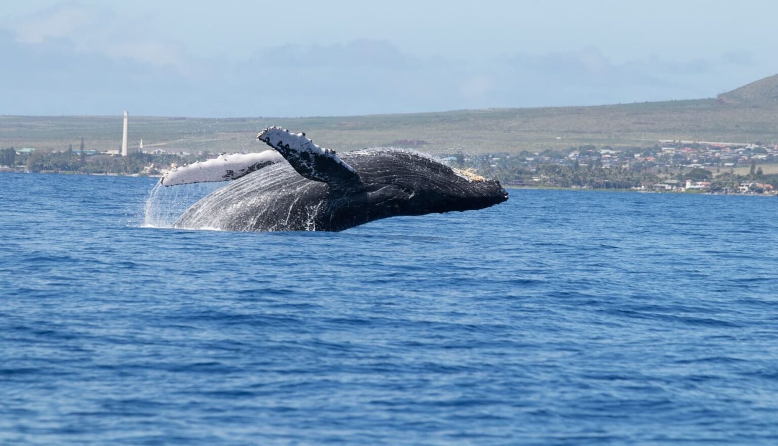 Estudio revela por qué las ballenas y otros animales marinos viven tantos años