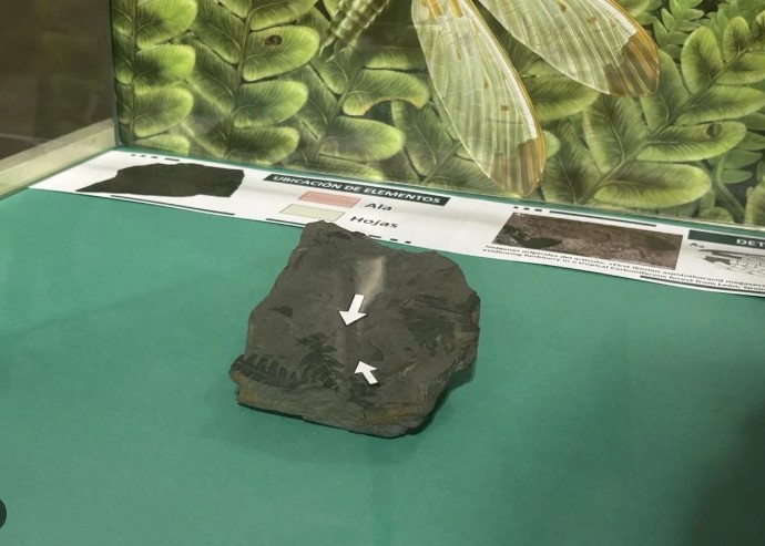 Exhiben un fósil de un insecto único en el mundo de hace 300 millones de años