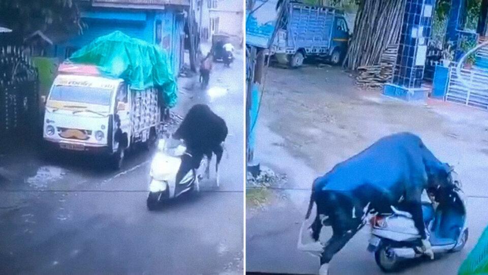 En VIDEO: un toro se «robó» una moto y huyó a toda velocidad por las calles de la India